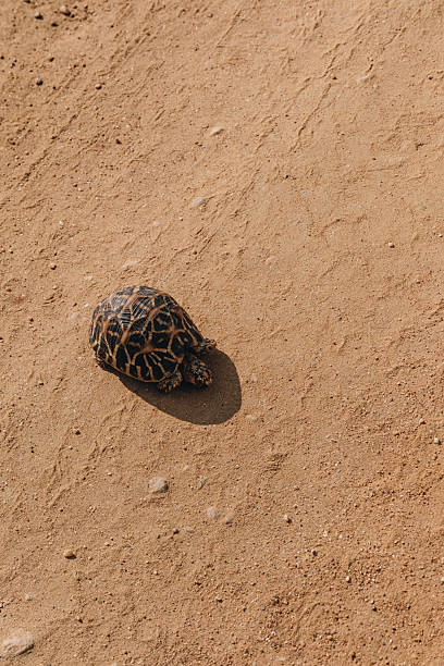 Indian Star Tortoise (Geochelone elegans) on dry soil, Yala National Park