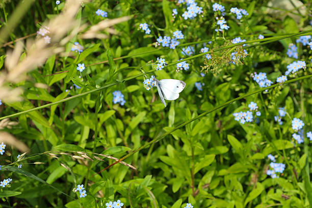 ​A white butterfly rests calmly on a thin branch among bright blue forget-me-nots. This image conveys summer serenity and the gentle harmony between insects and blooming nature.