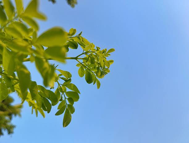 istock Moringa leaves (moringa oleifera) with a blue sky background 2233456228