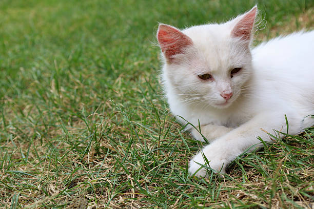 istock A white cat is peacefully resting on the green grass. Its gentle and calm expression creates an atmosphere of serenity and coziness. 2233456261