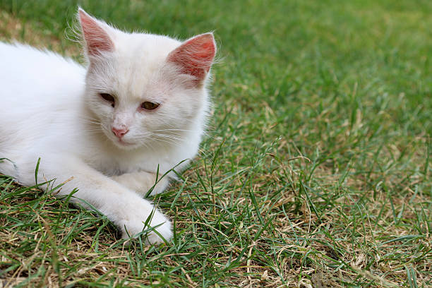 istock This white cat, elegantly reposing on vibrant green grass, embodies tranquility. Its relaxed posture and gentle gaze highlight the serenity of a warm day. 2233456270