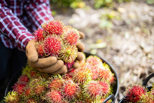 Close-up of Thai farmer holding freshly harvested rambutans in gloved hands, showing tropical fruit farming, organic harvest, and local agriculture economy in Thailand