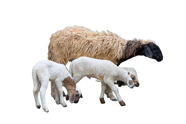 istock Goat family on white background 2233460704