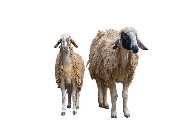 istock Goat family on white background 2233460713