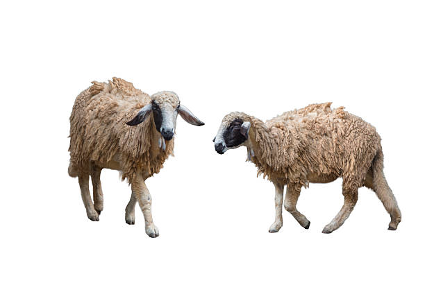 istock Goat family on white background 2233460717