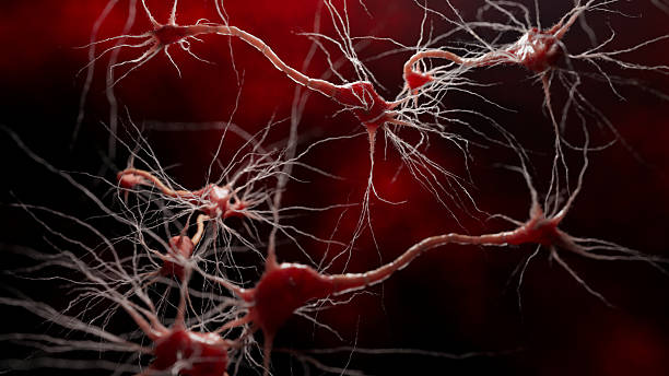 istock Biological neurons shown as interconnected networks sending impulses through dendrites. This scientific illustration represents brain function and neural pathways. 2233461387