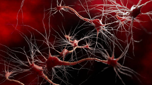 Microscopic view of brain neurons forming a complex communication network. The image demonstrates how signals travel through the nervous system.