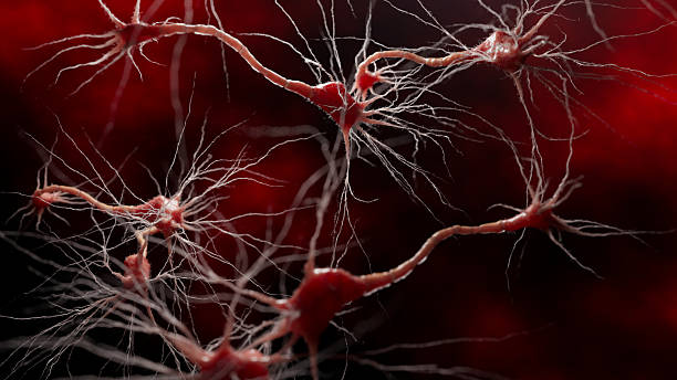 istock Detailed rendering of nerve cells with visible dendrites and synapses carrying electric impulses. The glowing neural structure symbolizes brain activity and communication. 2233461398