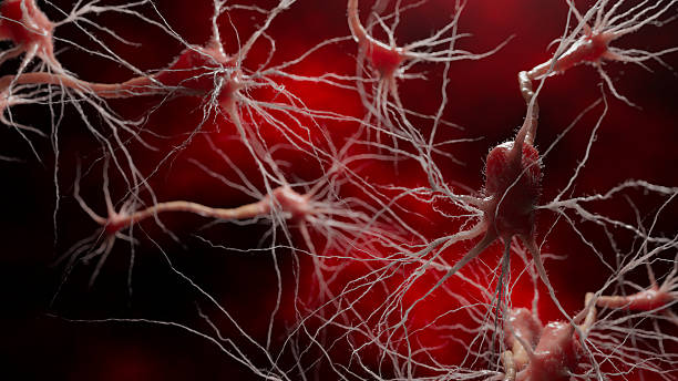 Neurons with bright dendritic structures illustrate pathways of human thought. Electric signals flow dynamically across the biological network.