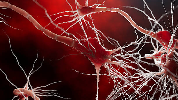 istock A microscopic-inspired 3D animation shows neurons in active communication. The glowing background enhances the sense of energy and motion. 2233462114