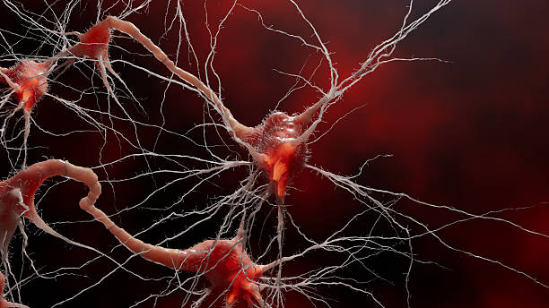 istock A network of nerve cells shows impulses crossing synaptic gaps. This visualization is used to illustrate neurobiology, medicine, and cognitive science. 2233462167
