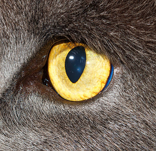 Cat's eye is shown in detail. The eye is yellow and has a blue tint. The cat's fur is also visible, with a brown color