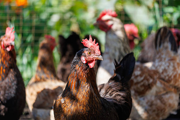 istock A group of chickens are standing in a pen 2233462608