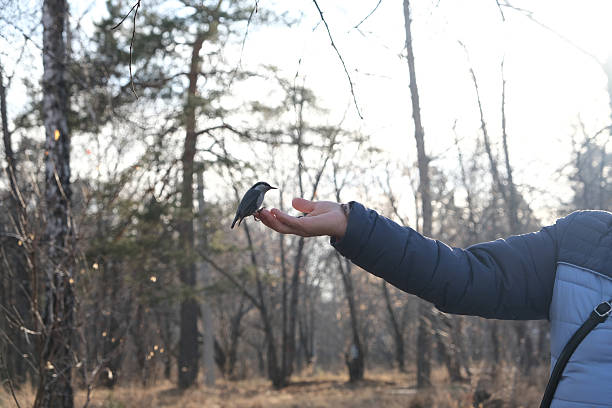 Senior woman feeding bird. Common nuthatch or Sitta europaea