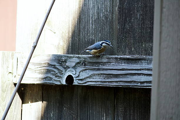 istock Red-breasted Nuthatch on Wooden Fence 2233469207