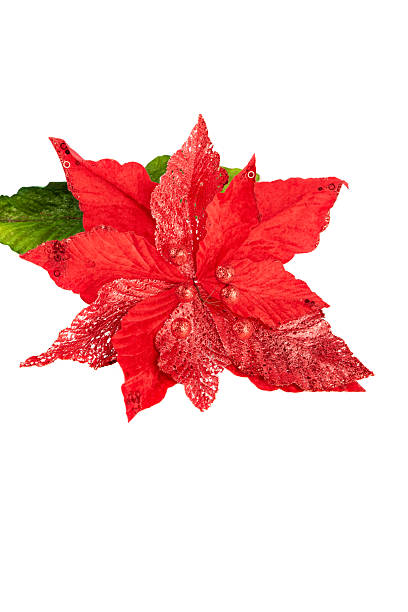 Festive Christmas border made of red poinsettia flowers, berries, and evergreen fir branches on a clean white background with empty space for text or design. Ideal for winter holiday greeting cards, invitations, and seasonal marketing materials