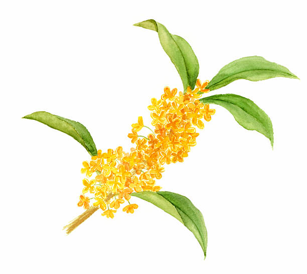 910+ Orange Osmanthus Stock Photos, Pictures & Royalty-Free Images