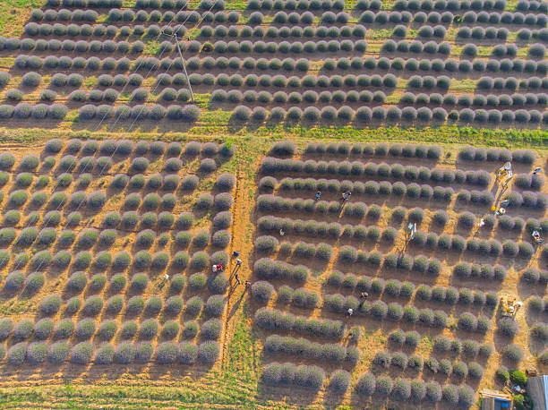 istock Aerial view of lavender fields 2233469833