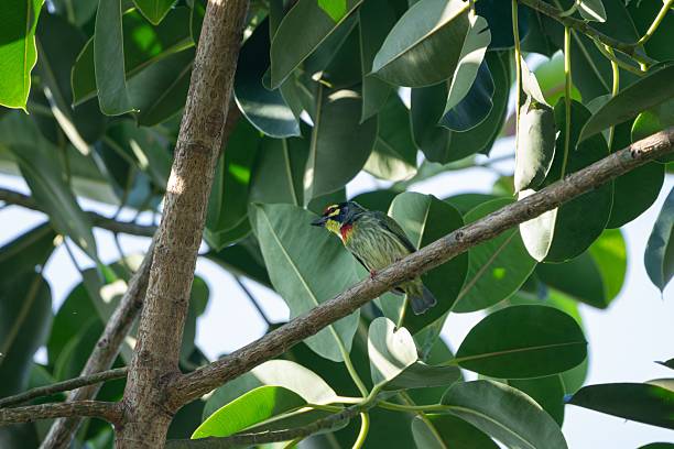 istock Coppersmith Barbet (Psilopogon haemacephalus) on a tree branch 2233471031