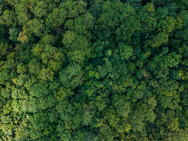 istock Aerial view of forest from above, green environment background 2233471416