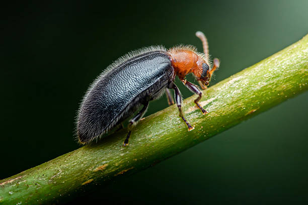 Soft-winged flower beetle, commonly known as a hairy fungus beetle, crawling along a green stem, surrounded by a softly blurred dark green background, showcasing intricate details