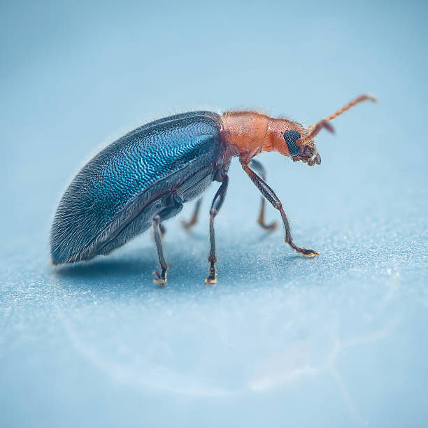 Colourful tropical bugs