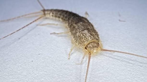 istock Silverfish Primitve Wingless Insect Moving on White Wall Surface Macro Shot 2233471686