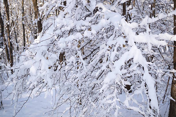 View of covered trees with winter snow in forest.