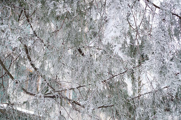 Spruce branches covered with snow. Winter period.