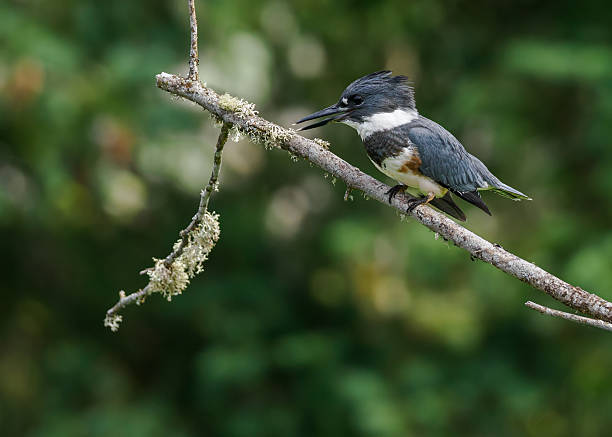 A belted Kingfisher perched on a branch. Blurred green background. Willamette Valley in Oregon.