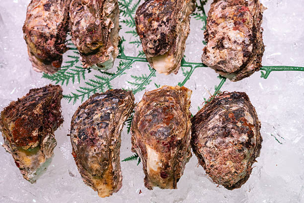 Raw Oysters, Sakaiminato, Tottori Prefecture, Japan.