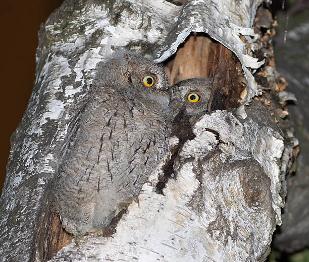 istock Eurasian scops owl, Otus scops. One chick has left the nest, the second chick is peeking out 2233474887