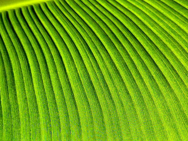 Large leaf and beauty of green.