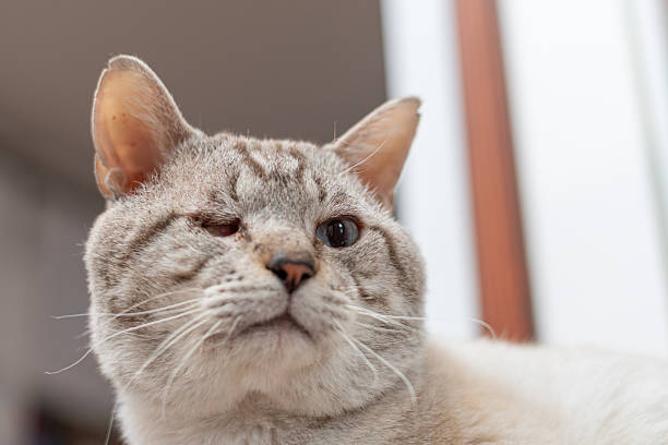 Cute cat sitting by the window