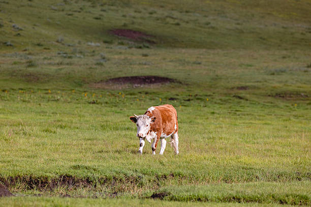 Cute calf