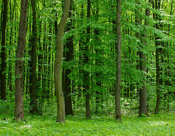 istock Forest trees. nature green wood sunlight backgrounds 2233480176