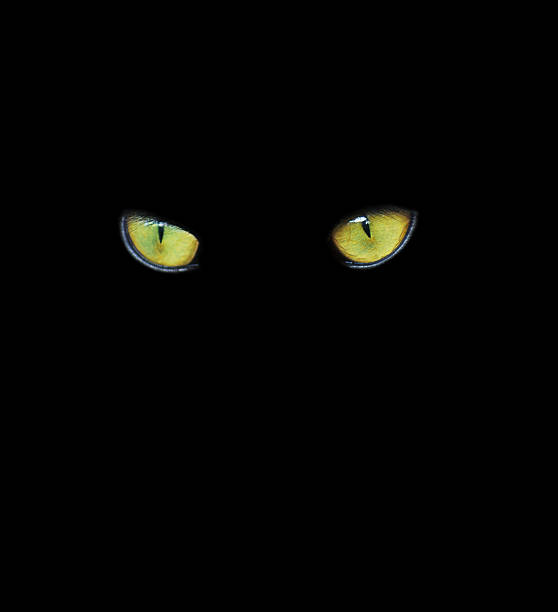 istock Orange cat eyes glow in the dark on a black background. 2233480274