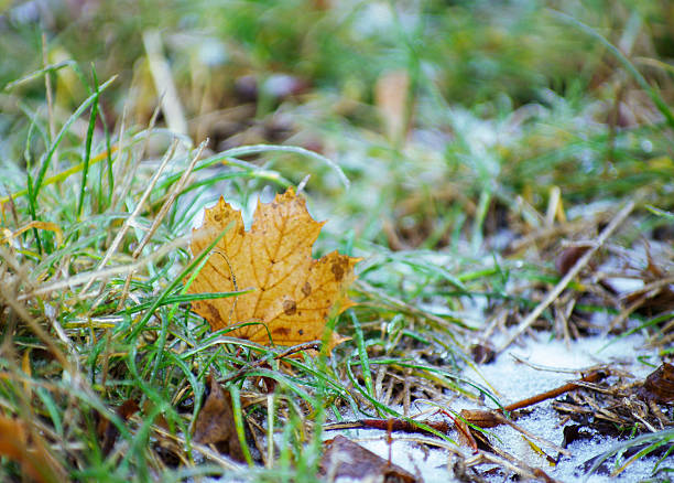 Yellow maple leaf on the ground in autumn sunlight