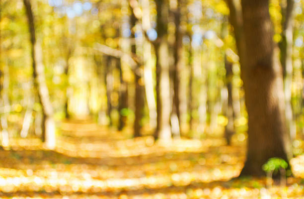 Autumn golden forest, blured background.