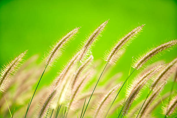 Gentle grass blades sway gracefully in a sunlit setting, showcasing a vibrant and tranquil green background, perfect for nature-themed projects and designs.