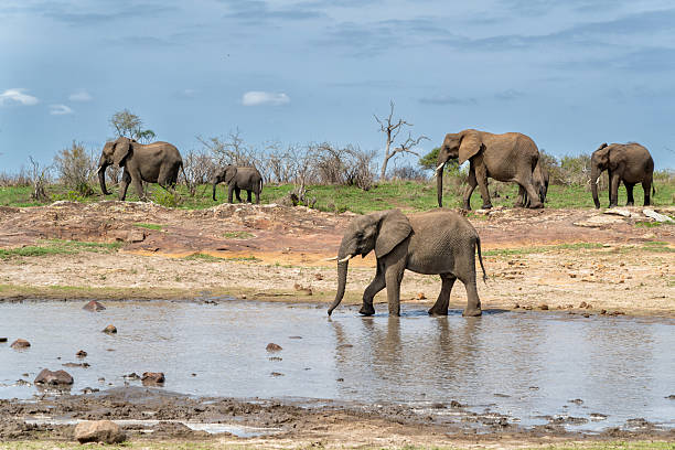 istock Elephant herd in the Kruger National Park 2233483377