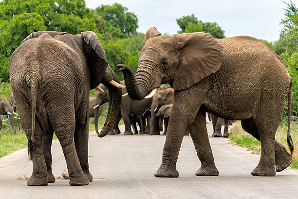 istock Elephant herd in the Kruger National Park 2233483380
