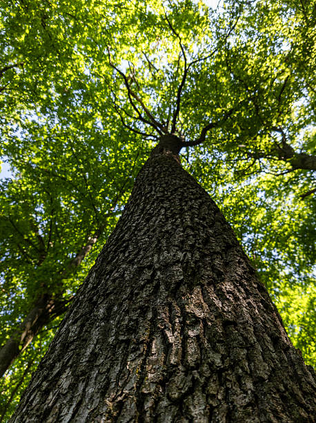 istock A tall tree in the middle of a forest with green leaves 2233484892
