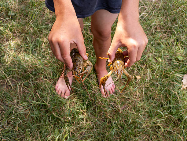 A person holding two crayfish in their hands in the grass.