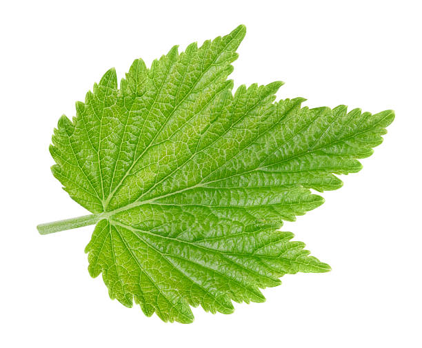istock Currant leaves isolated on a white background Clipping Path 2233485380