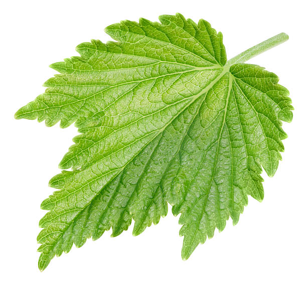 istock Black currant leaves isolated on a white background Clipping Path 2233485503