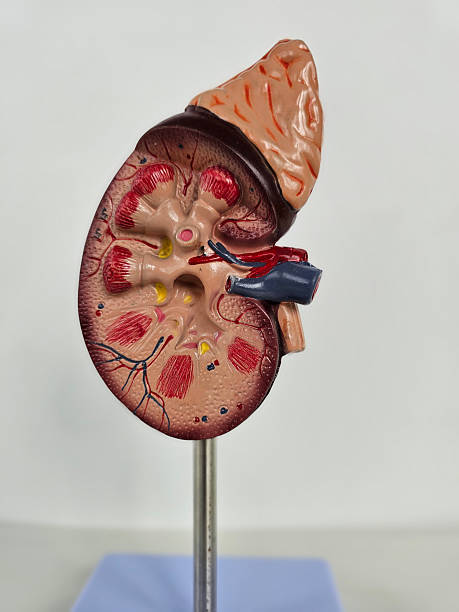 istock Detailed model of a human kidney showcasing anatomical structures concept 2233486764