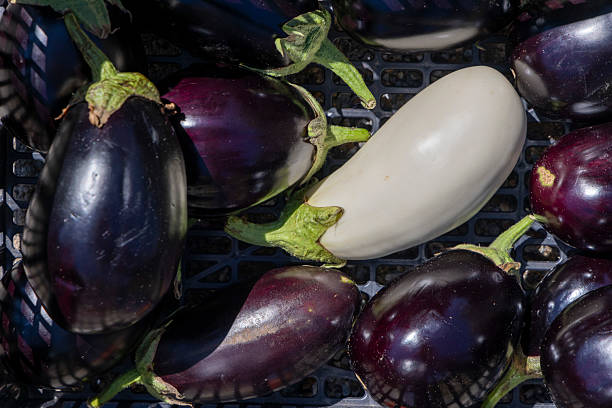 istock A bunch of purple and white eggplants are in a basket 2233487570