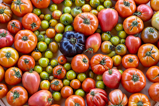istock A large assortment of tomatoes and green tomatoes are spread out on a table 2233487902