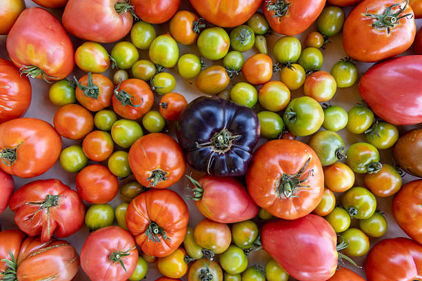 istock A close up of many different colored tomatoes 2233487917